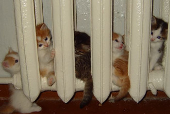 Фотография к новости: 16 многоэтажек и 42 частных дома остались без тепла в Петропавловске