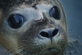 Фотография к новости: Число погибших тюленей в Дагестане выросло до 2500