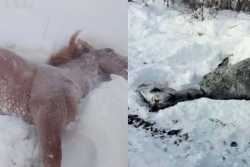 Табун лошадей сбил поезд в ВКО