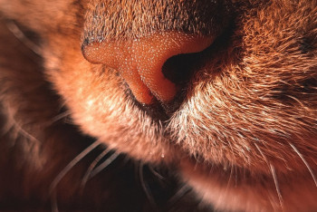 Фотография к новости: Спасение кота собаками растрогало павлодарцев