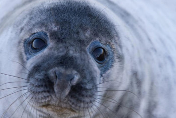Фотография к новости: Для сохранения популяции тюленя на Каспийском море создадут резерват