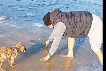 Фотография к новости: Щенку привязали верёвку с камнями в Атырау