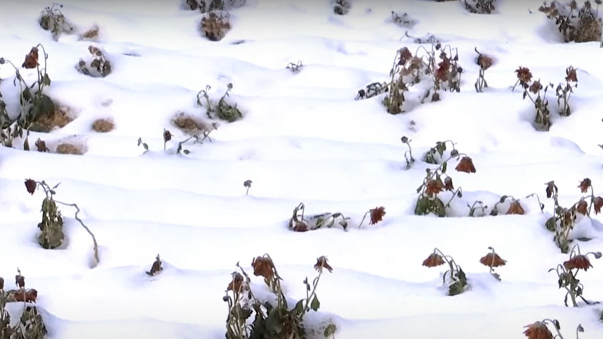 Кадр из видео