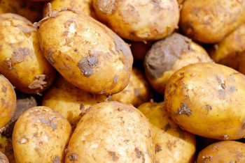 Фотография к новости: Гнилой картофель выявили в стабфонде Актюбинской области