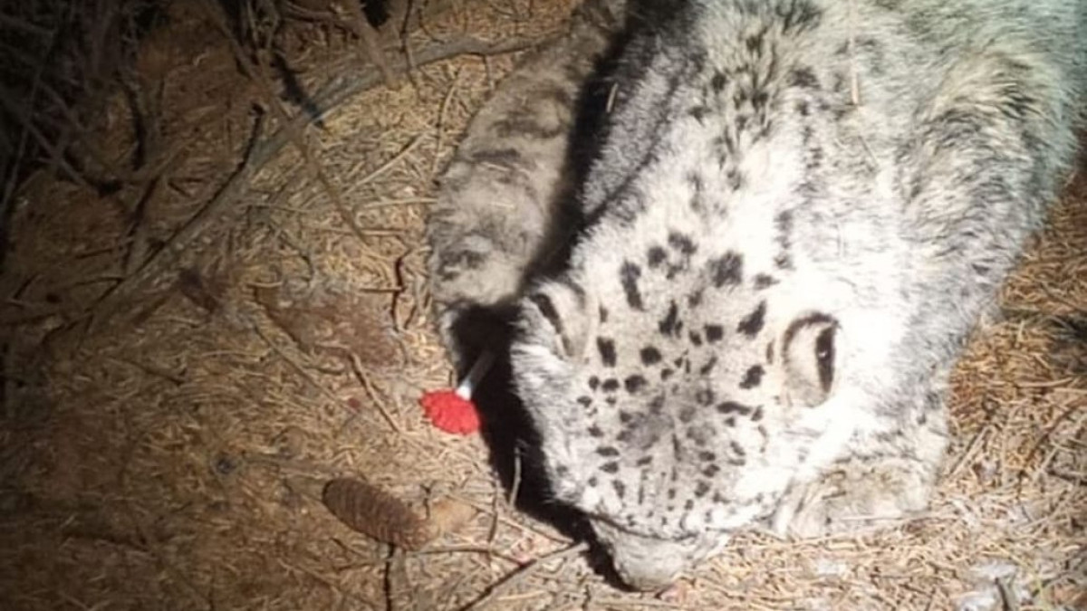 instagram.com/ile_alatau_nationalpark