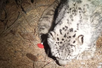 Фотография к новости: Снежному барсу потребовалась помощь зоологов в Алматы