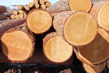 Фотография к новости: Из Казахстана запретили вывозить лесоматериалы