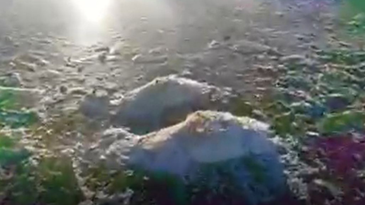 скриншот с видео