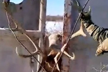 Фотография к новости: Охотники спасли застрявшего рогами в заборе оленя в Казахстане