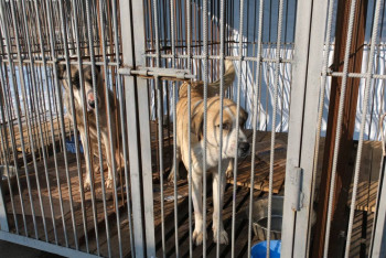 Фотография к новости: Отловленных собак выпускают на волю в Алматы