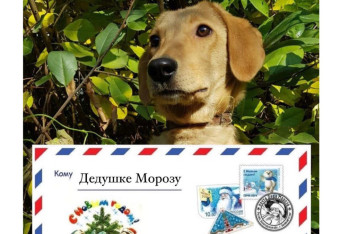 Фотография к новости: Павлодарские волонтёры попросили Деда Мороза найти животным из приютов хозяев