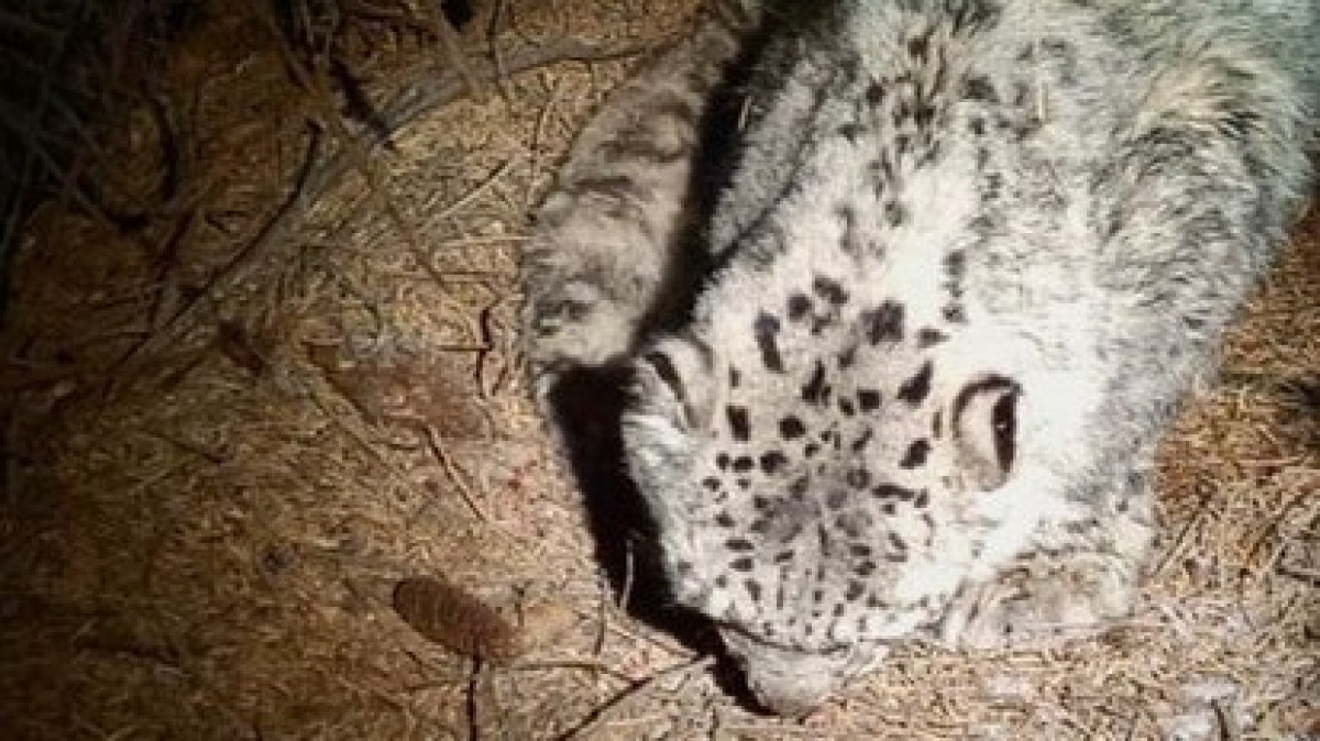 Найденный в горах барс умер в зоопарке Алматы, в его желудке нашли пакет