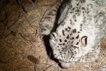 Фотография к новости: Найденный в горах барс умер в зоопарке Алматы, в его желудке нашли пакет