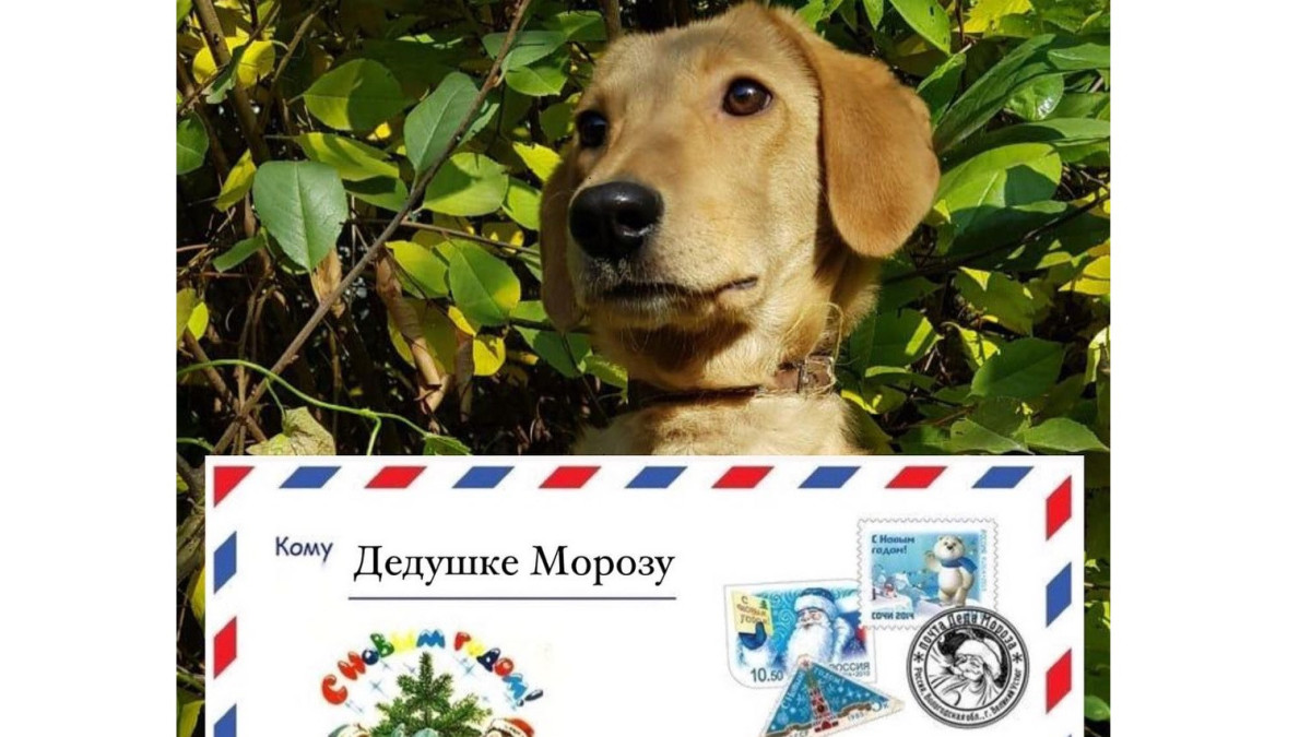 instagram.com/dom_priyut_nadegd_pvl2