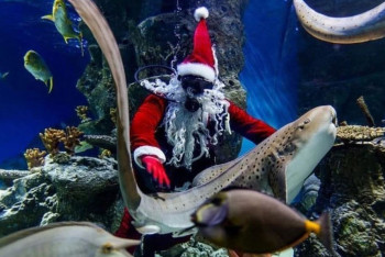 Фотография к новости: В Новосибирске Дед Мороз с аквалангом нырнул в бассейн и покормил акул