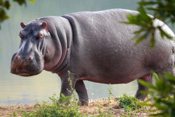 Фотография к новости: В Уганде двухлетний ребёнок остался жив, после того как его проглотил бегемот