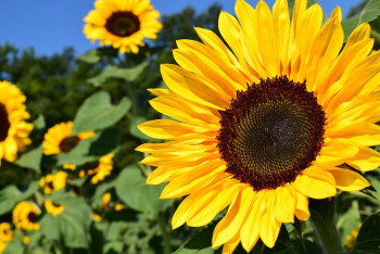 Фотография к новости: В Минсельхозе прокомментировали ограничения на экспорт подсолнечника