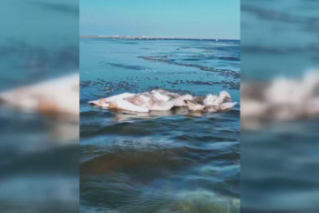 Фотография к новости: На озере Караколь обнаружили 10 мертвых лебедей