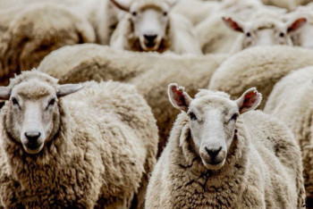 Фотография к новости: Ограничения на вывоз бычков и баранчиков ввели в Казахстане