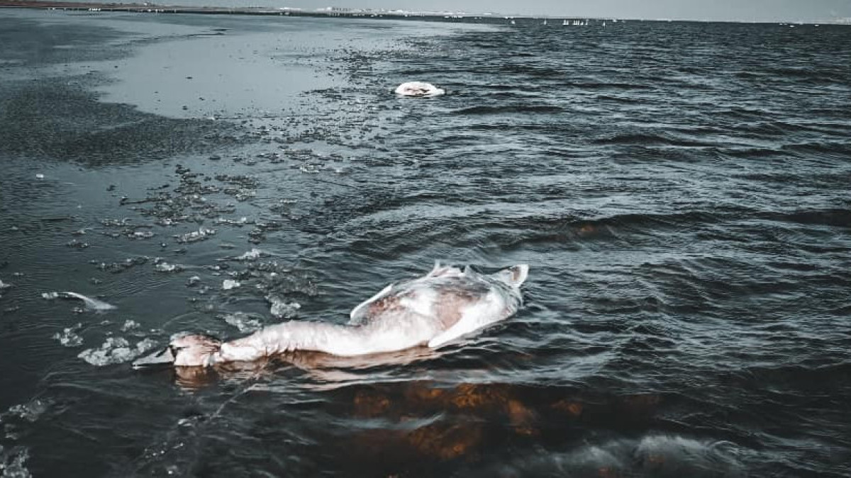 instagram.com/azamat_sarsenbayev