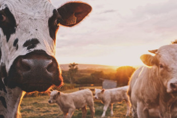 Запрет на вывоз скота в Казахстане продлили на полгода