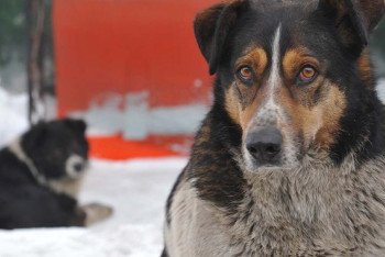 Фотография к новости: Более 200 человек оштрафовали за выгул животных без присмотра в Павлодарской области
