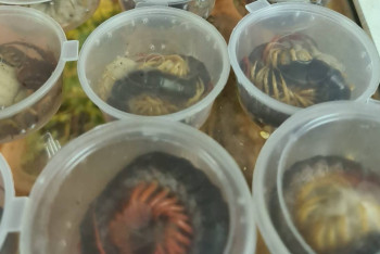 Фотография к новости: Ядовитый груз из Казахстана: в Жуковском задержали партию экзотических животных