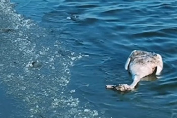 Фотография к новости: Птичий грипп выявили у мёртвых лебедей в Мангистау