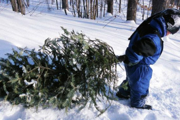Фотография к новости: 2,5 тысячи ёлок забрали полицейские у казахстанцев в ходе новогоднего рейда