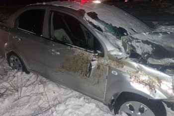 Жуткое ДТП с участием саней и лошади произошло в СКО