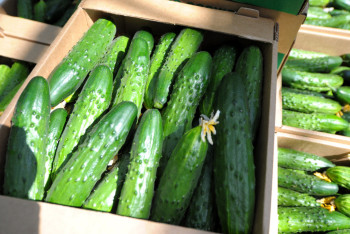 Фотография к новости: "Под Новый год цены всегда растут" — глава Минсельхоза о дорогих огурцах