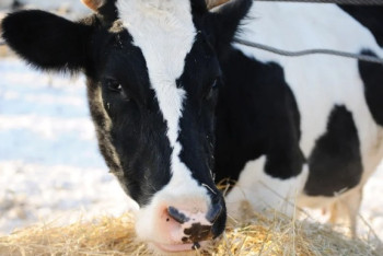 Фотография к новости: 137 коров украли у жителя Жамбылской области