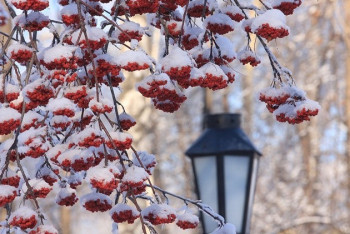 Фотография к новости: Какой будет погода на Новый год в Казахстане