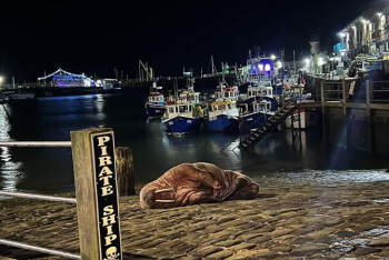 Фотография к новости: В английском городе отменили новогодний салют из-за моржа