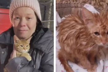 Фотография к новости: Трогательным видео спасения котёнка в Жезказгане поделились пожарные