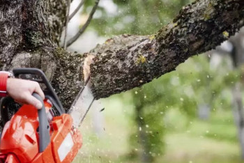Фотография к новости: Токаев подписал законы, ужесточающие наказание за экологический вандализм