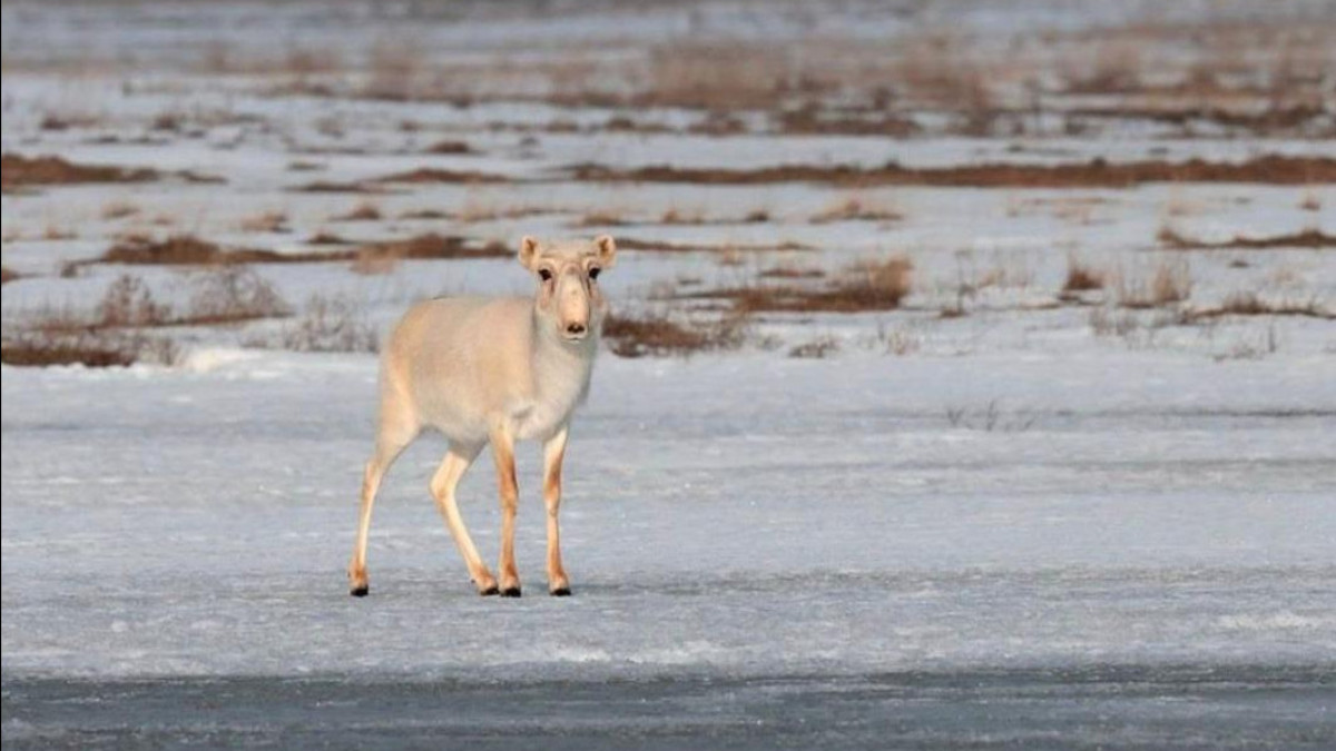 министерство экологии и природных ресурсов РК