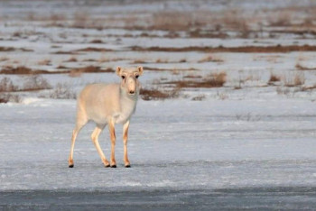 Фотография к новости: В Казахстане на год продлён мораторий на отстрел сайгаков