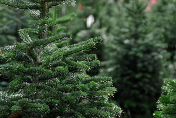 Фотография к новости: 2,5 тысячи хвойных деревьев изъяли у правонарушителей в Казахстане