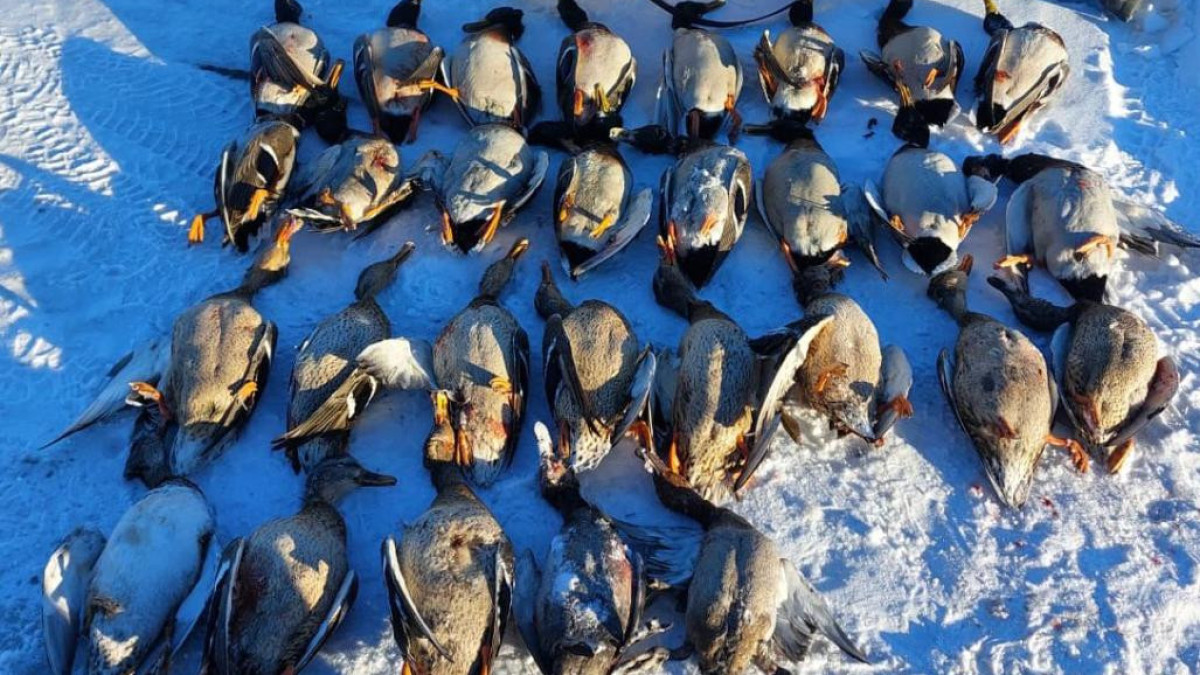 комитет лесного хозяйства и животного мира Минэкологии РК