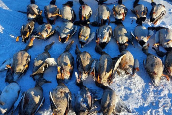 Фотография к новости: В Астане задержали браконьера, охотившегося на уток