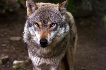 Фотография к новости: Волк в Казахстане переведён в категорию животных охотничьего вида