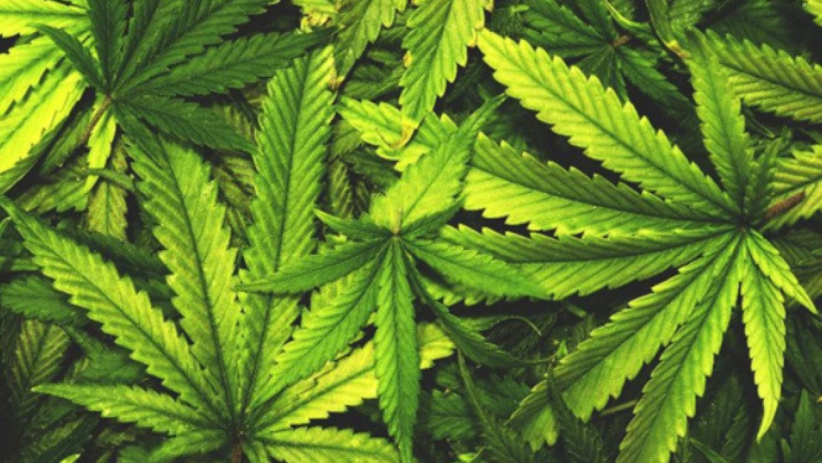 Более 30 кг наркотиков изъяли полицейские Жамбылской области