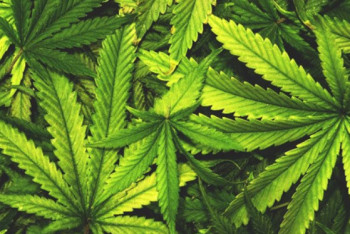 Фотография к новости: Более 30 кг наркотиков изъяли полицейские Жамбылской области