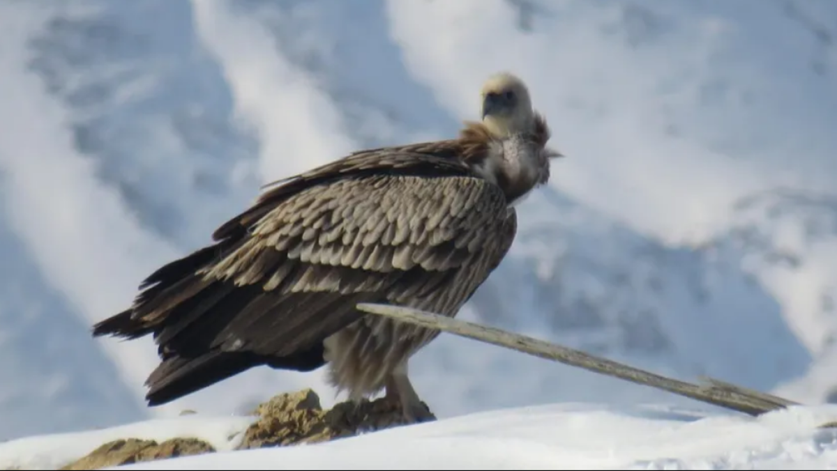 instagram.com/altynemel_np