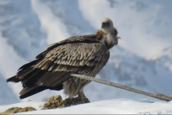 Редкую птицу сняли на видео в нацпарке Алтын-Эмель