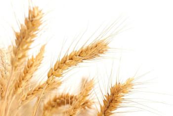 Казахстан добивается беспошлинной торговли пшеницей с Ираном и Египтом