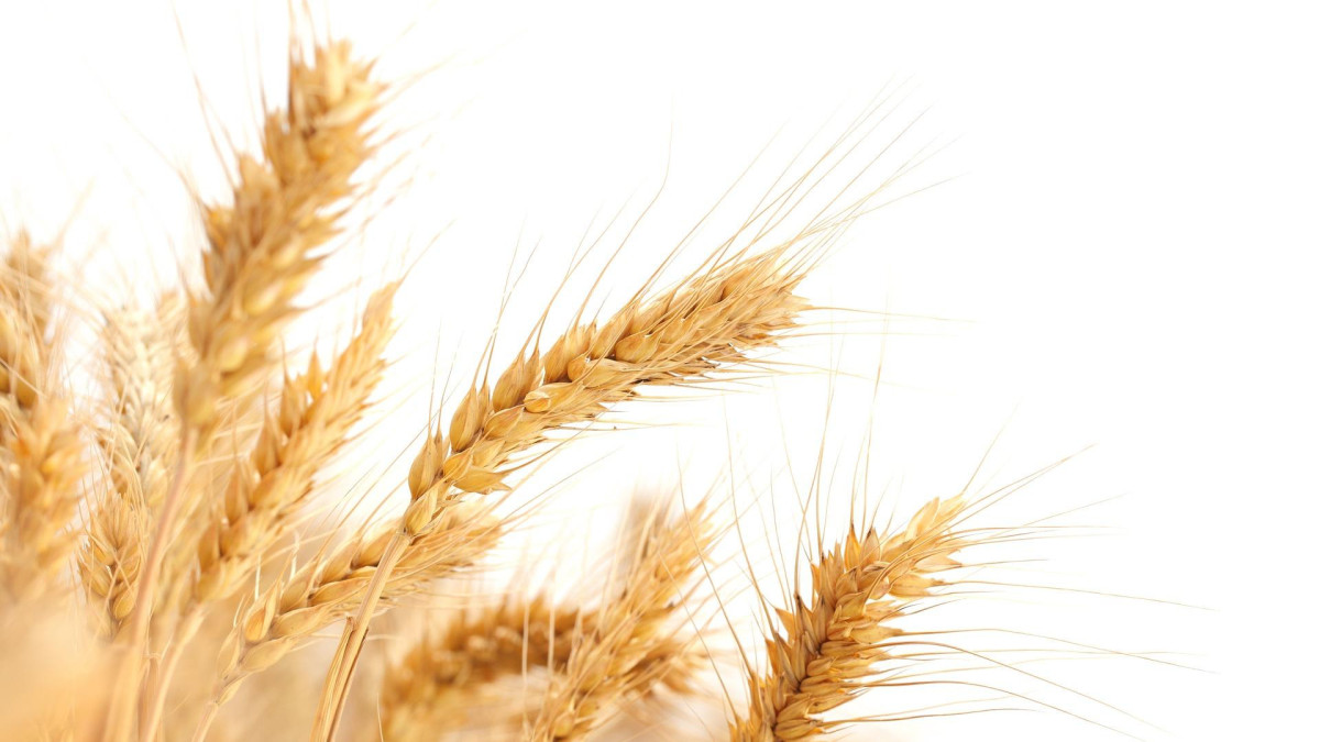 Казахстан добивается беспошлинной торговли пшеницей с Ираном и Египтом