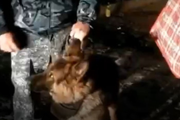 Фотография к новости: Собака не позволила особо крупной партии наркотиков попасть в Алматы