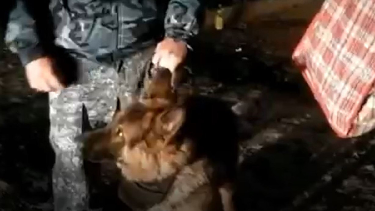 скриншот с видео